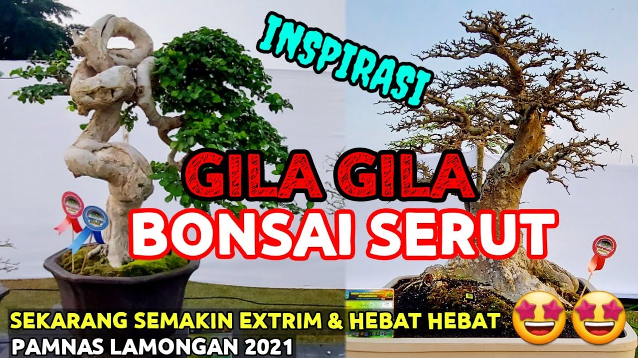 INSPIRASI BONSAI SERUT SUPER EXTRIM DAN UNIK || PAMERAN BONSAI NASIONAL LAMONGAN 2021