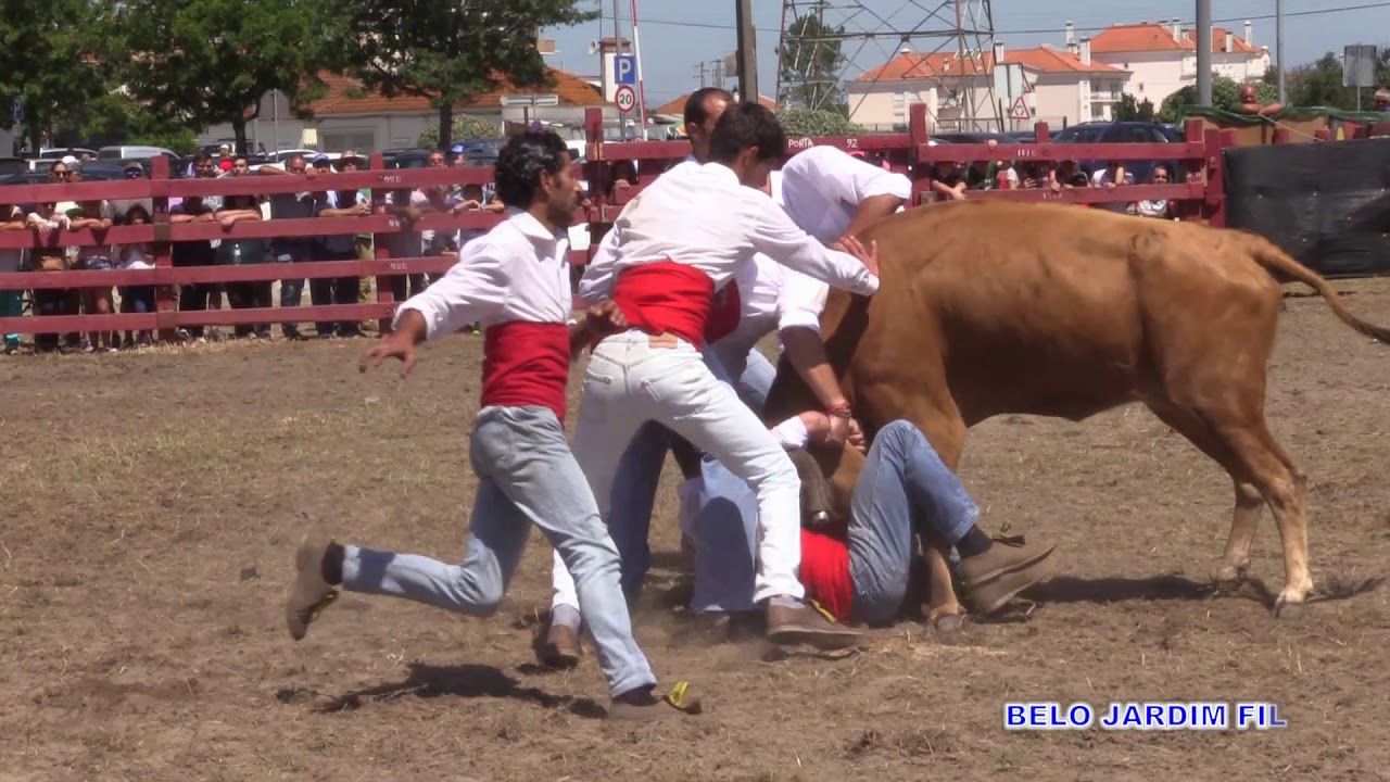DEMONSTRAÇÃO DE PEGAS PELA SELECÇÃO DOS FORCADOS DE SAMORA CORREIA  FESTAS DO PORTO ALTO 2019