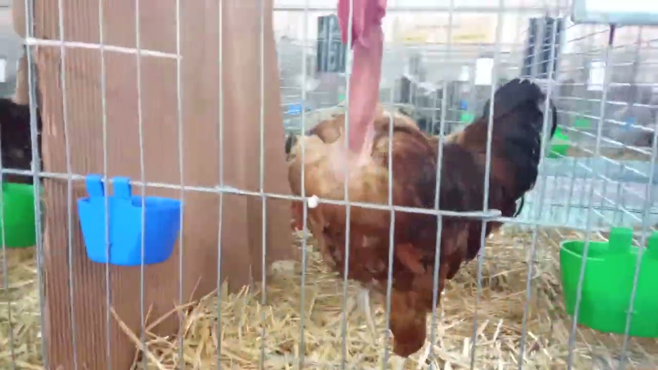 „Peste 1000 de animale la expoziția din Cluj – o experiență unică!”