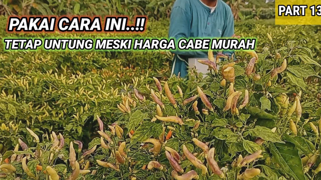 PETIKAN KE-5 CABE LOKAL SULAWESI SALO DUA, CABE FULL BUAH SEMUA