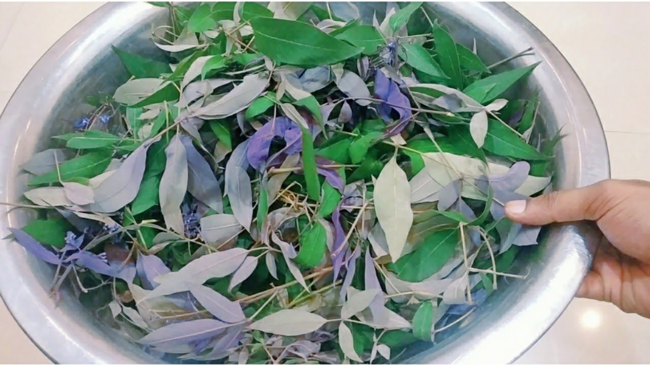 VITEX NEGUNDO | VITEX NEGUNDO BENEFITS | FIVE LEAF CHASTE TREE