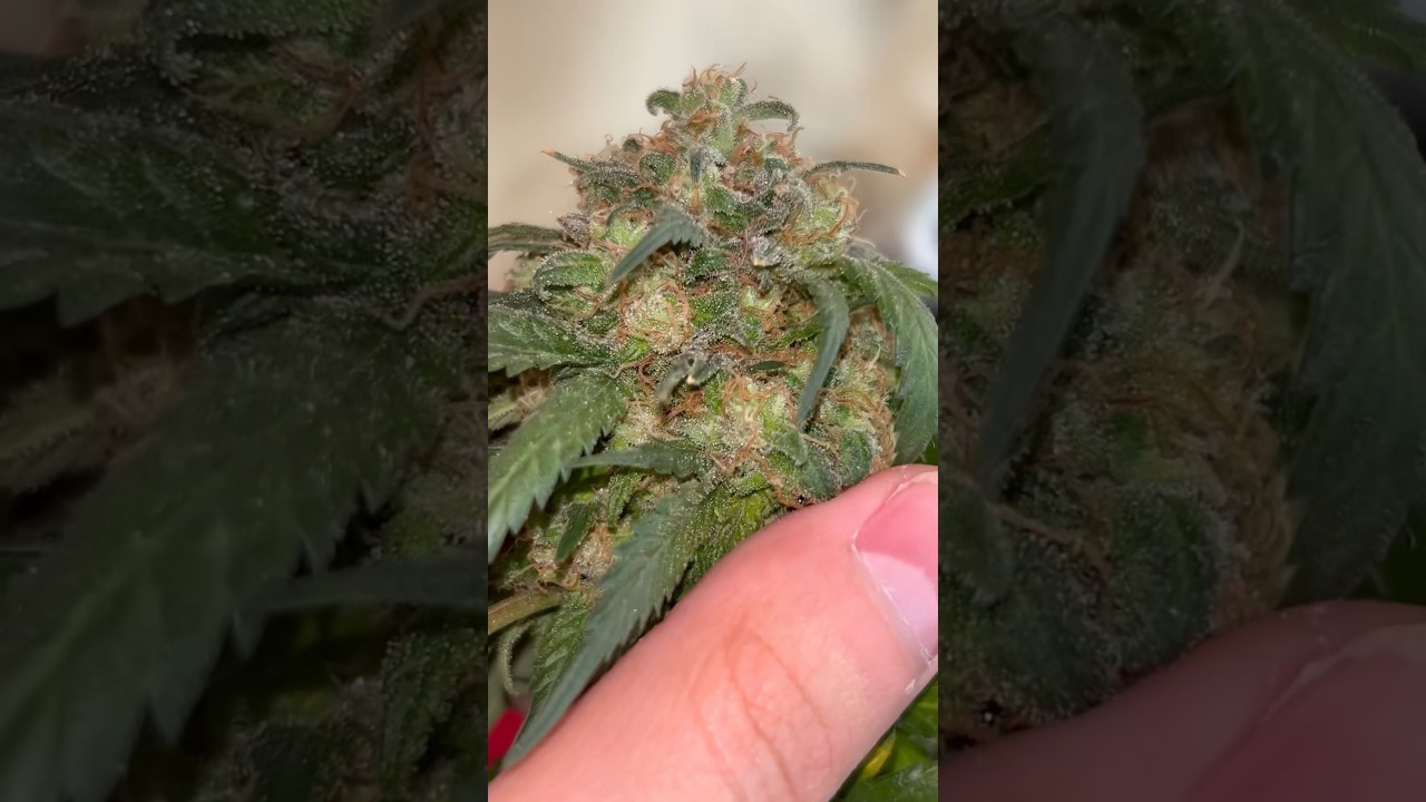 Forbidden Zkittlez from ETHOS genetics! Day 72 #420 #growplants #plants #organic #larryjune