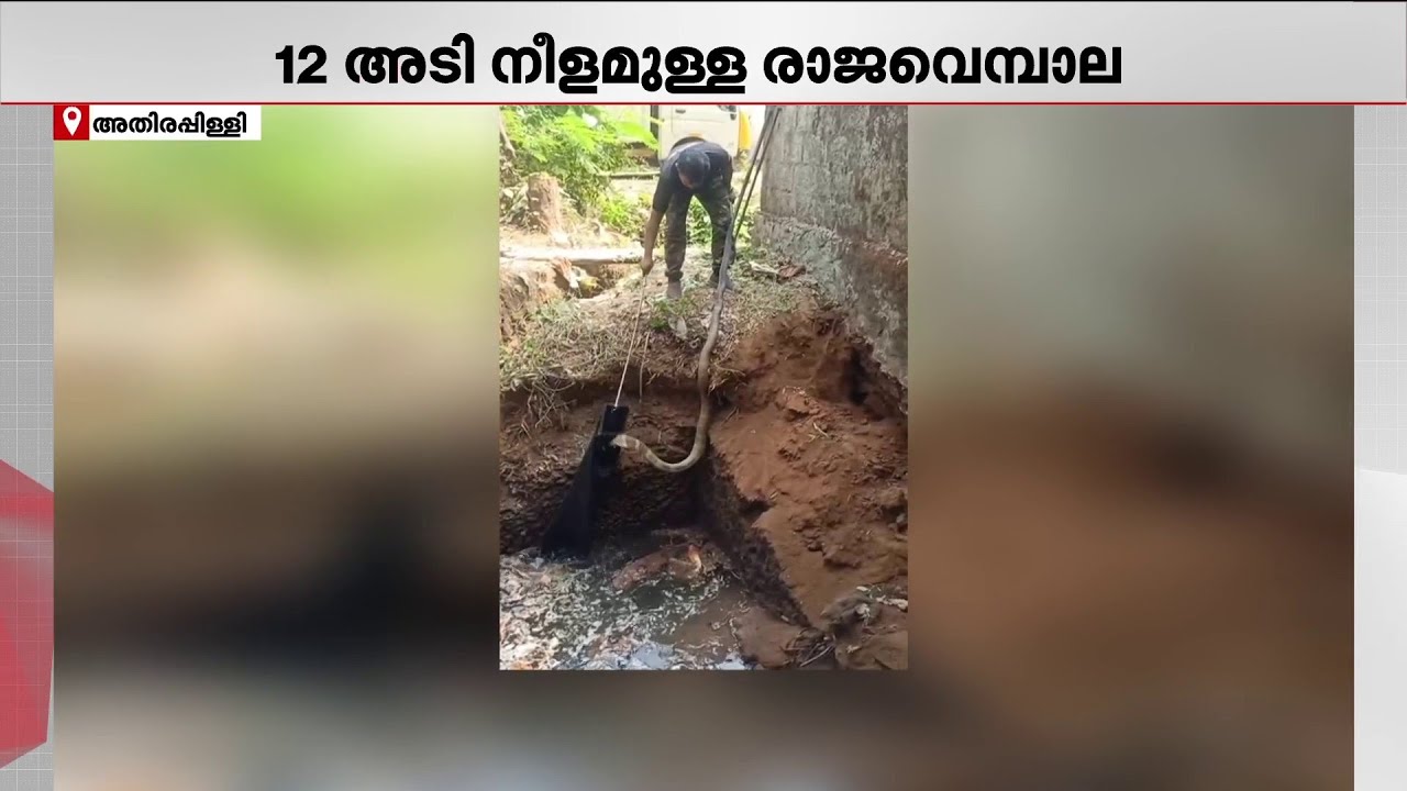 കിണറ്റില്‍ 12 അടി നീളമുള്ള രാജവെമ്പാല | King cobra
