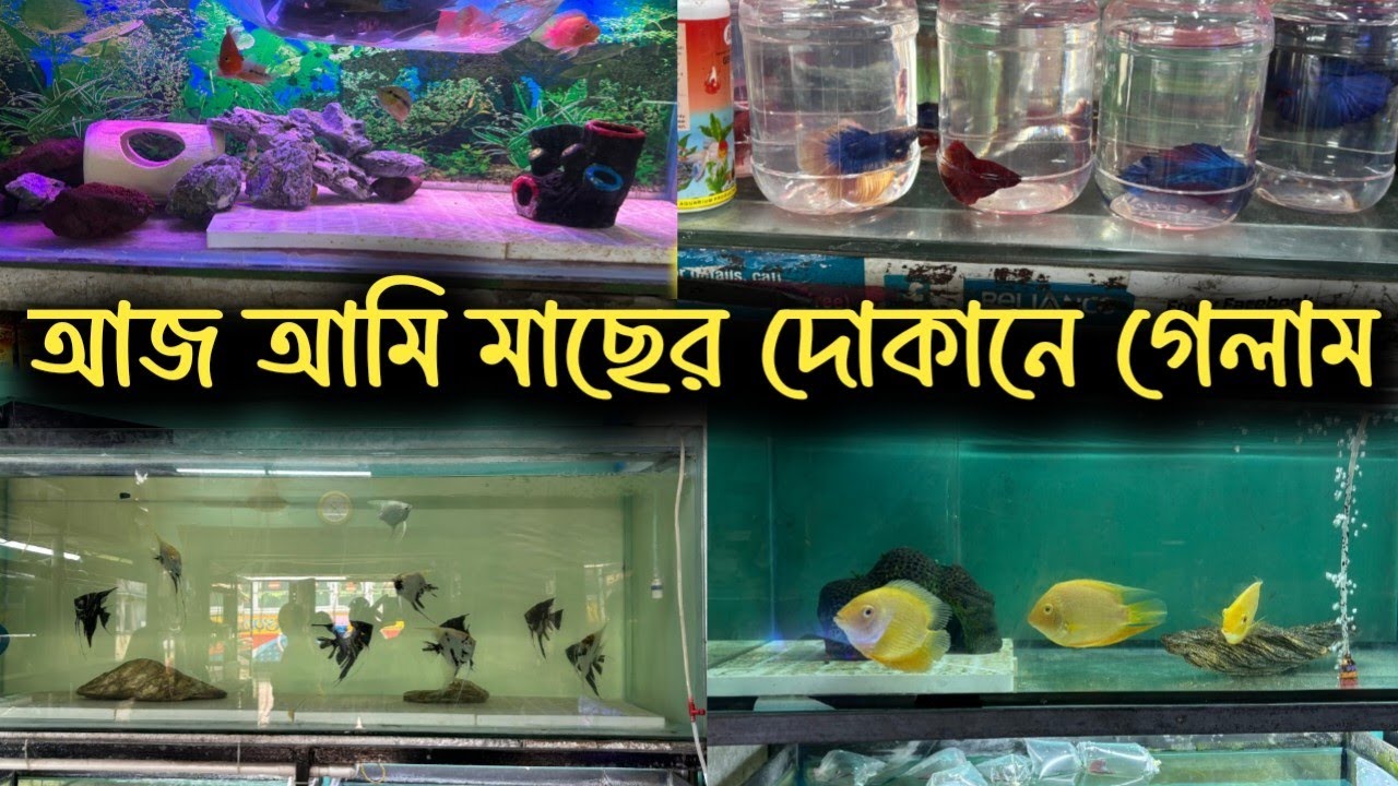 আজ অনেকদিন পর আবার মাছের দোকানে গেলাম 😲😮 @soumyadvlogs