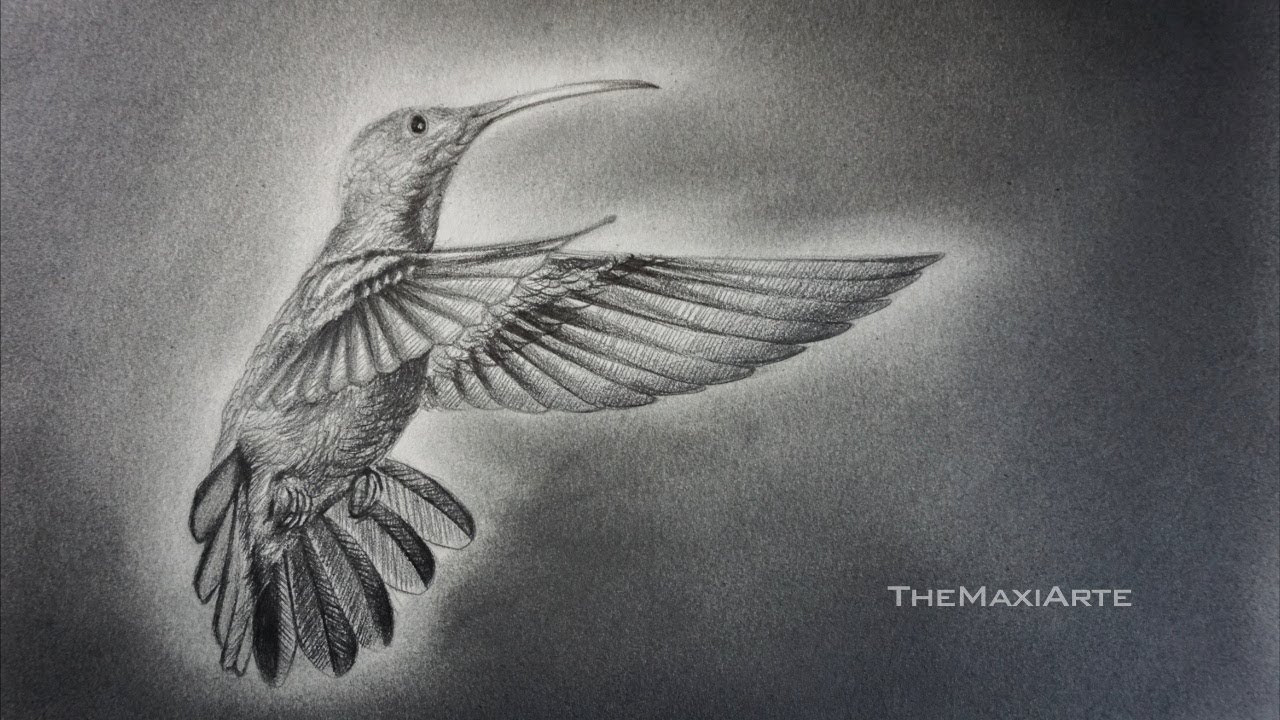 Cómo Dibujar un Colibrí Sencillo a Lápiz Paso a Paso - Dibujar un Ave