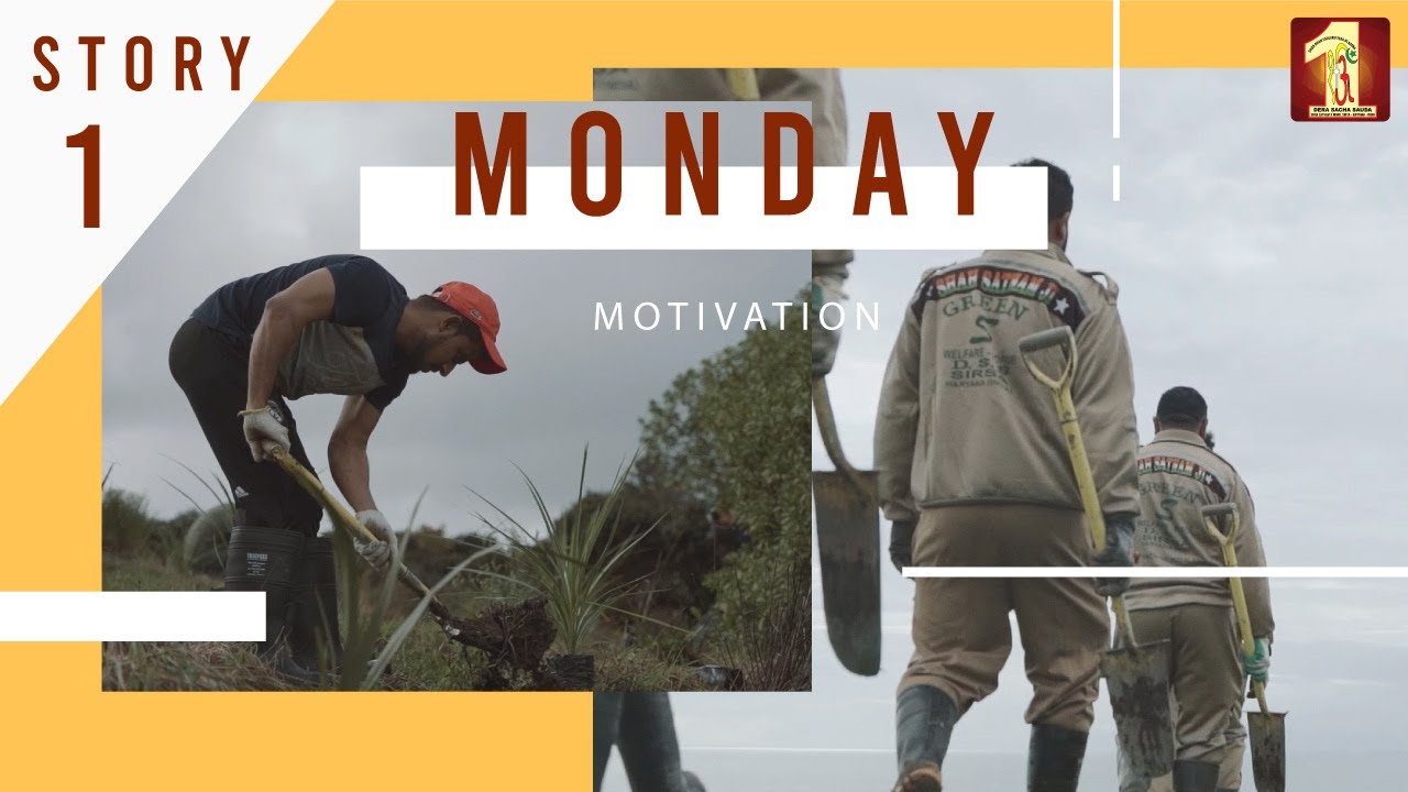 Auckland New Zealand Short Story | Tree Plantation