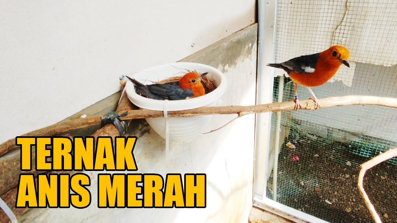 RESEP SUKSES TERNAK ANIS MERAH, BEGINI TERNYATA RAHASIANYA