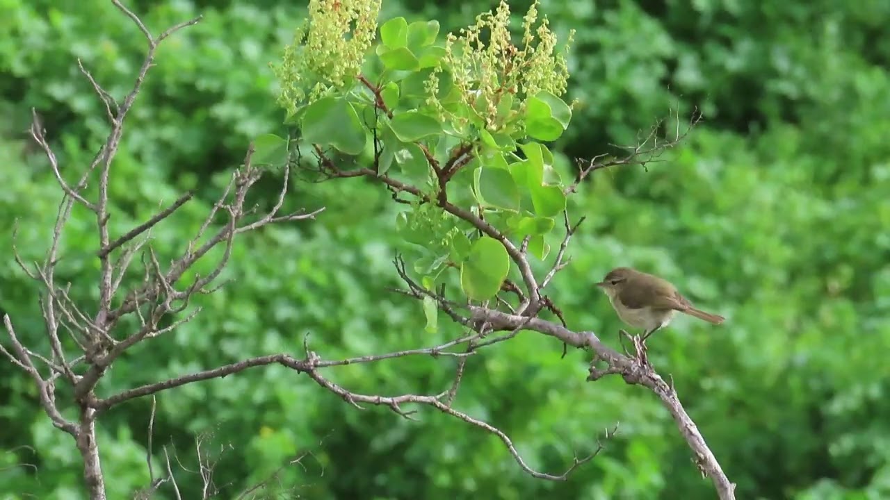 Canto del Mosquitero canario,