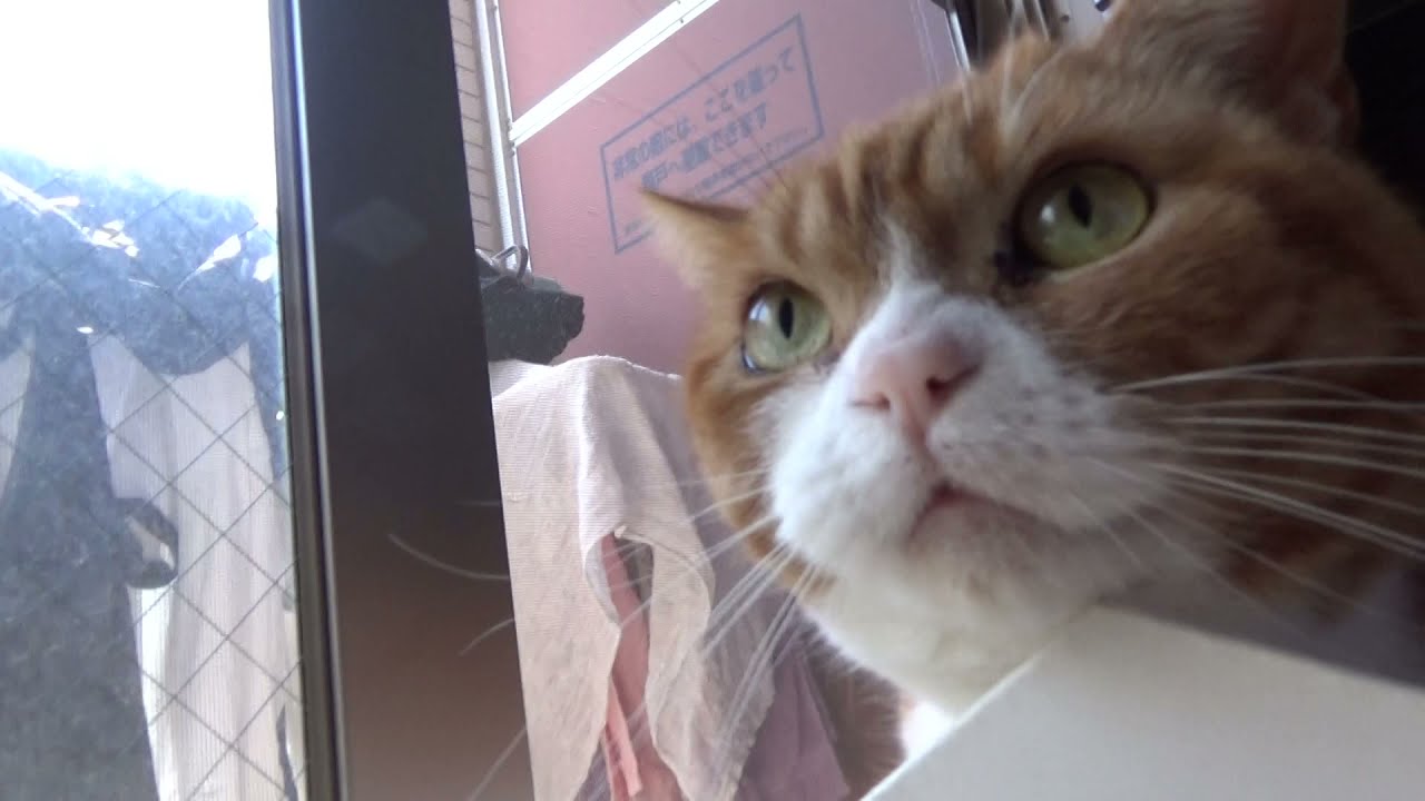 鳩にケケケ笑いする猫