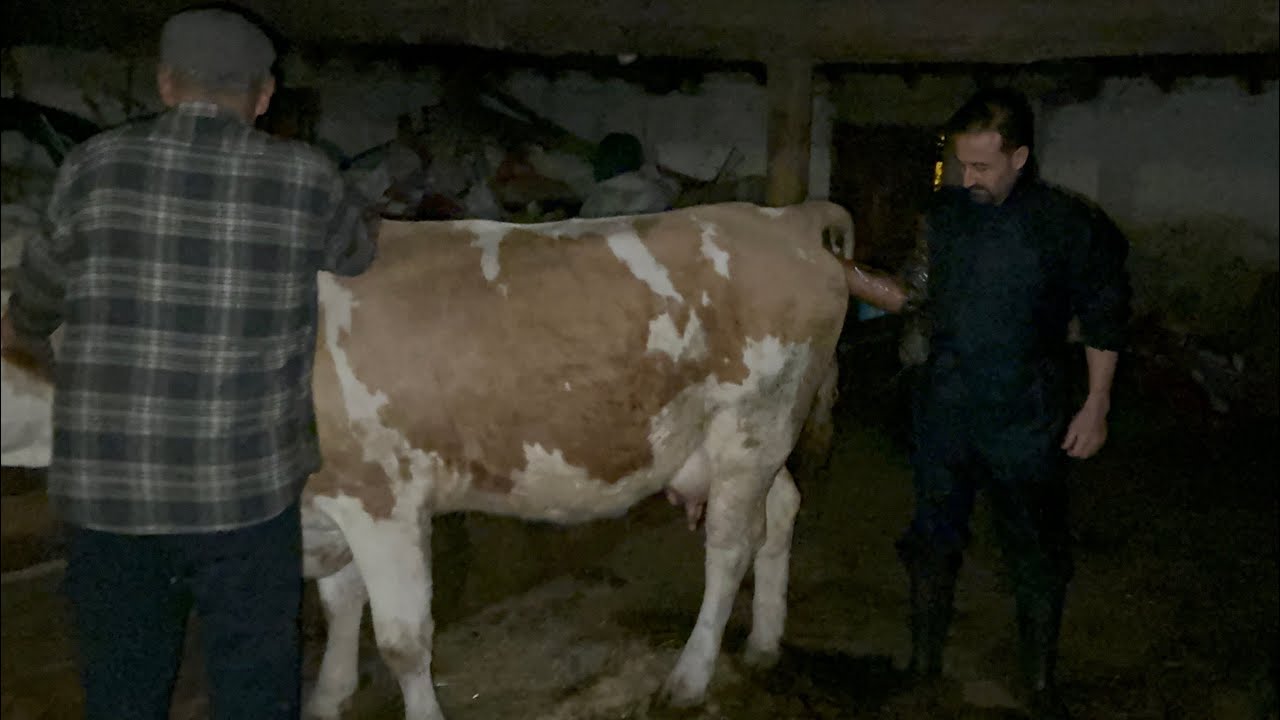 VETERİNER İLE SUNİ TOHUMLAMA