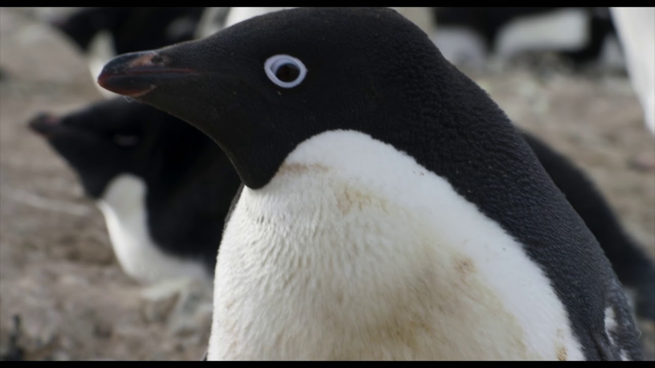 Disneynature Penguins Trailer