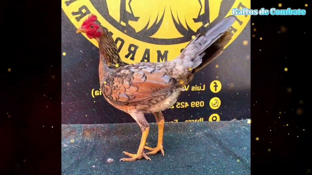 La mejor gallina para la cría de ganadores 🏆