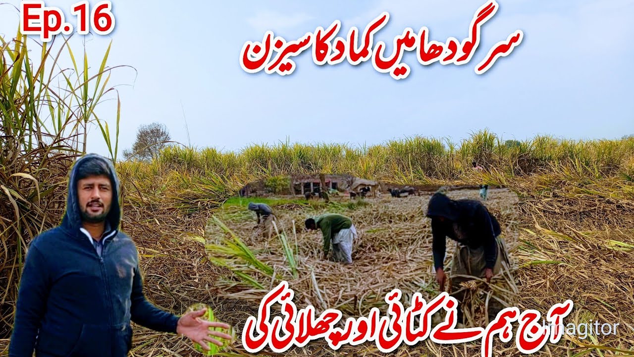 Sargodha me kamad ka season aj hm ne katai aur chillai ki