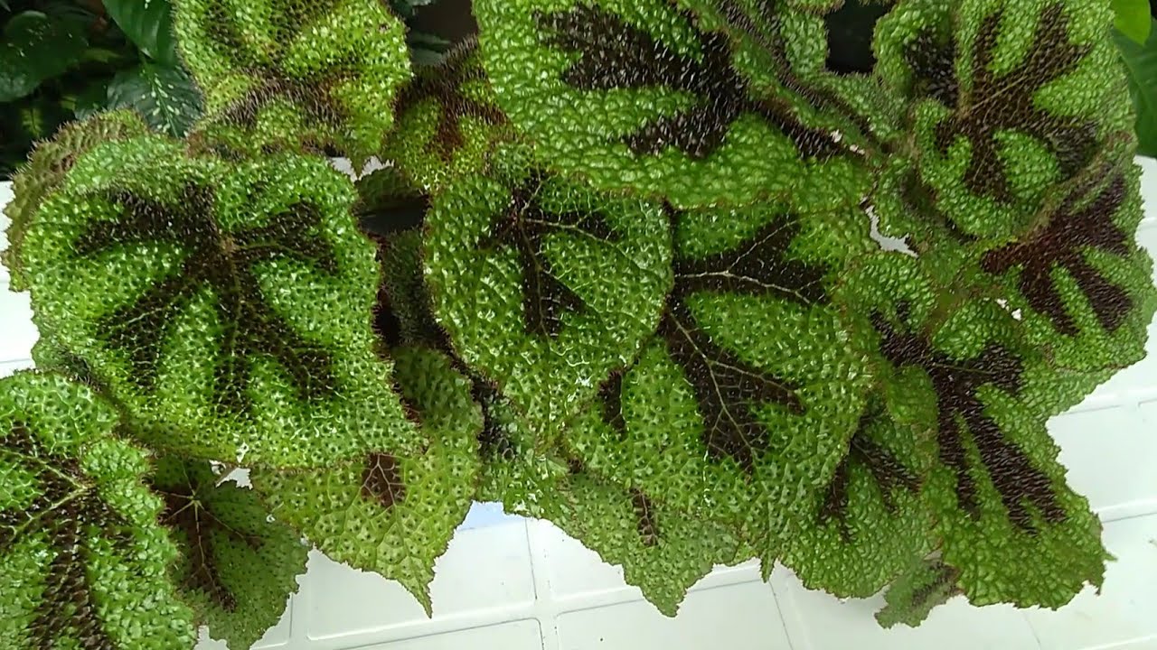 #Begônia Cruz de ferro replantes dicas cuidados....