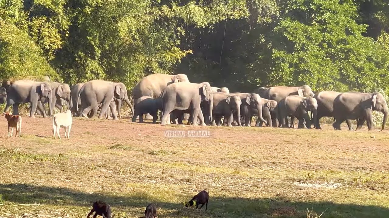 “This Elephant Moment Shocked Everyone!”10 January 2026 #assam #animals 