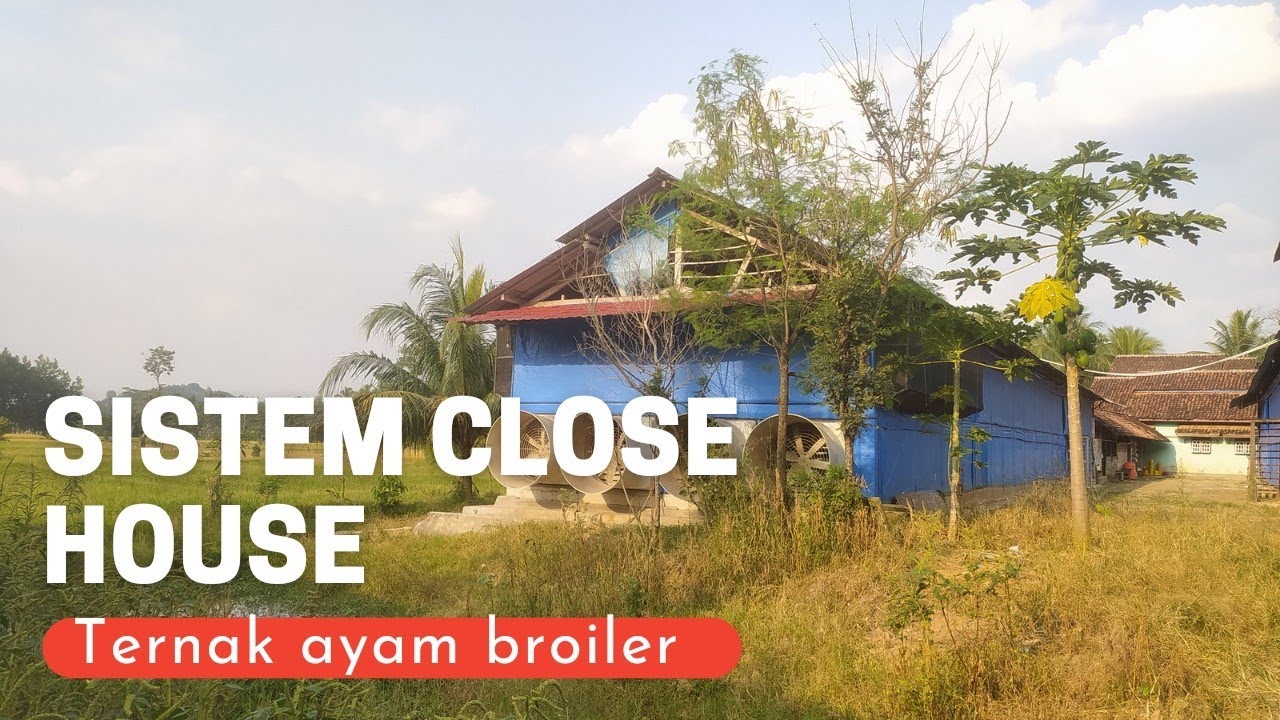 Ternak ayam broiler sistem kandang ayam close house