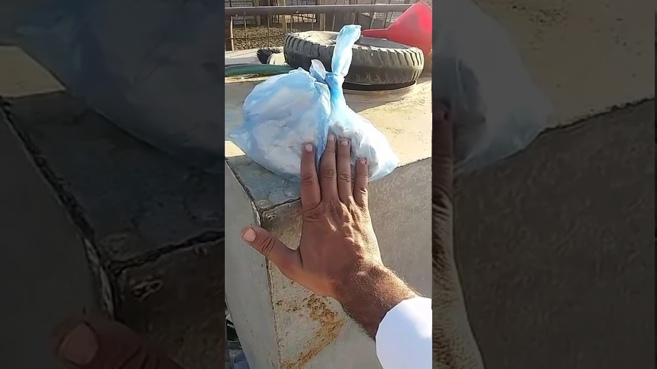 بداية موسم الولاده في الاغنام وبعض الاحتياطات لاستقبال فصل الشتاء والثوم المطحون كذلك المكمل الغذئي