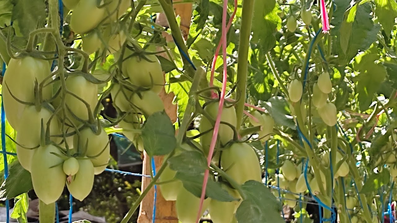 Tómate hidroponico a 7 semanas en módulo hidroponico, 45 tomates ya por cada planta