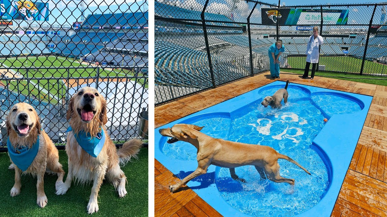 DOG PARK & POOL IN NFL STADIUM!