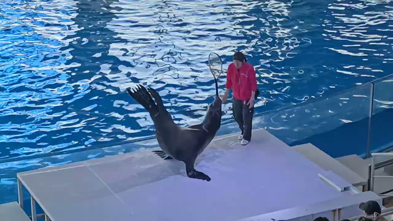 アクアワールド茨城県大洗水族館　イルカ・アシカ　オーシャンライブ　2026.03.14　16:00～