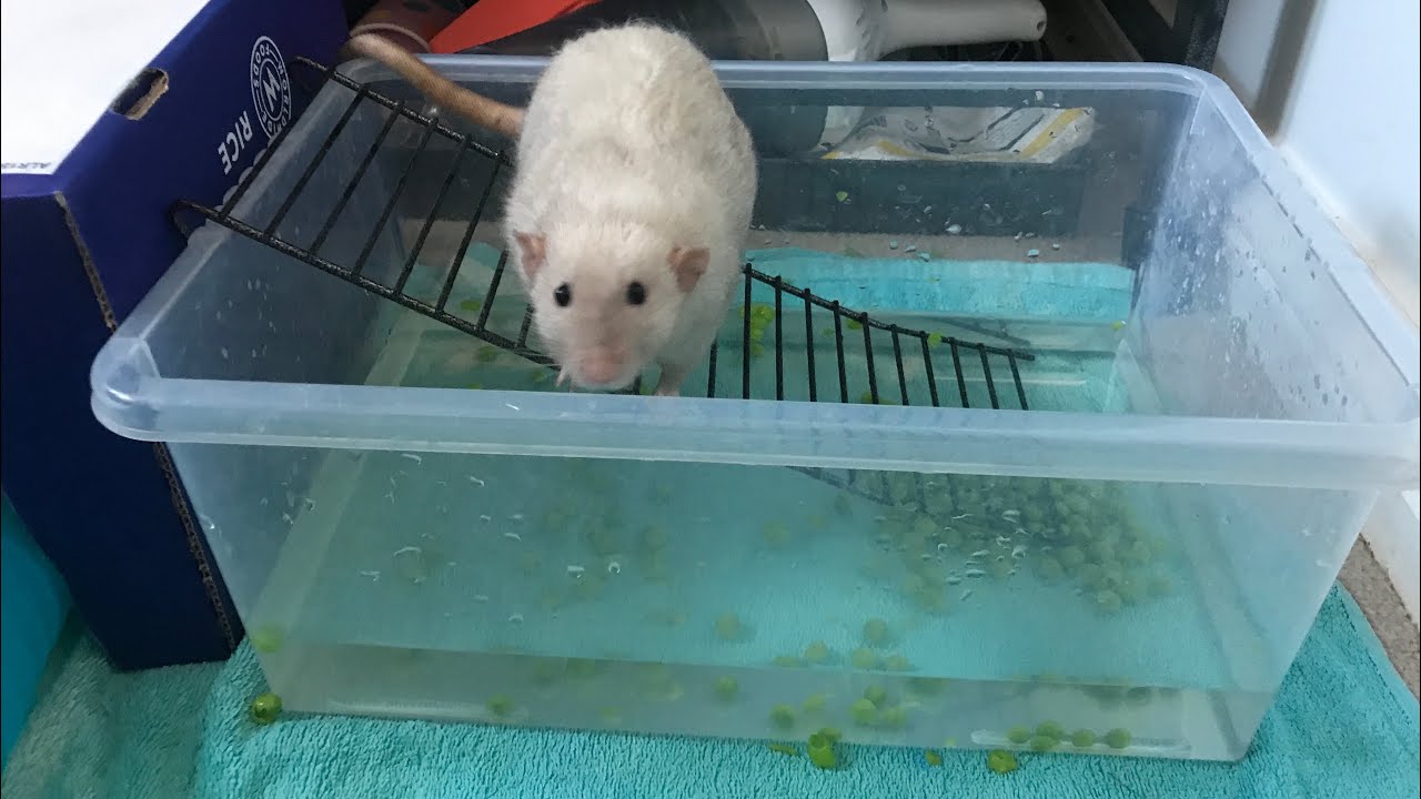 Chat with me while the rats pea fish