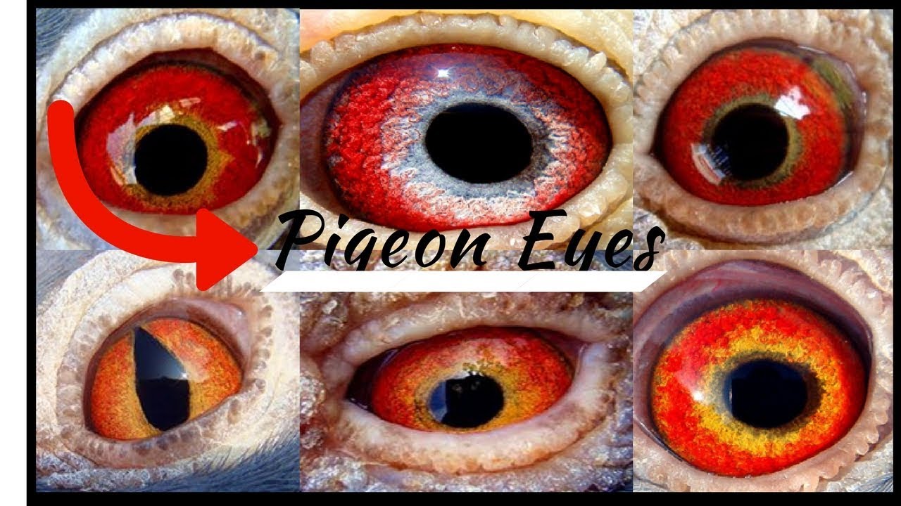 Racing Pigeon Long Destination Eyes Secret /  2017جمال أعين الحمام الزاجل