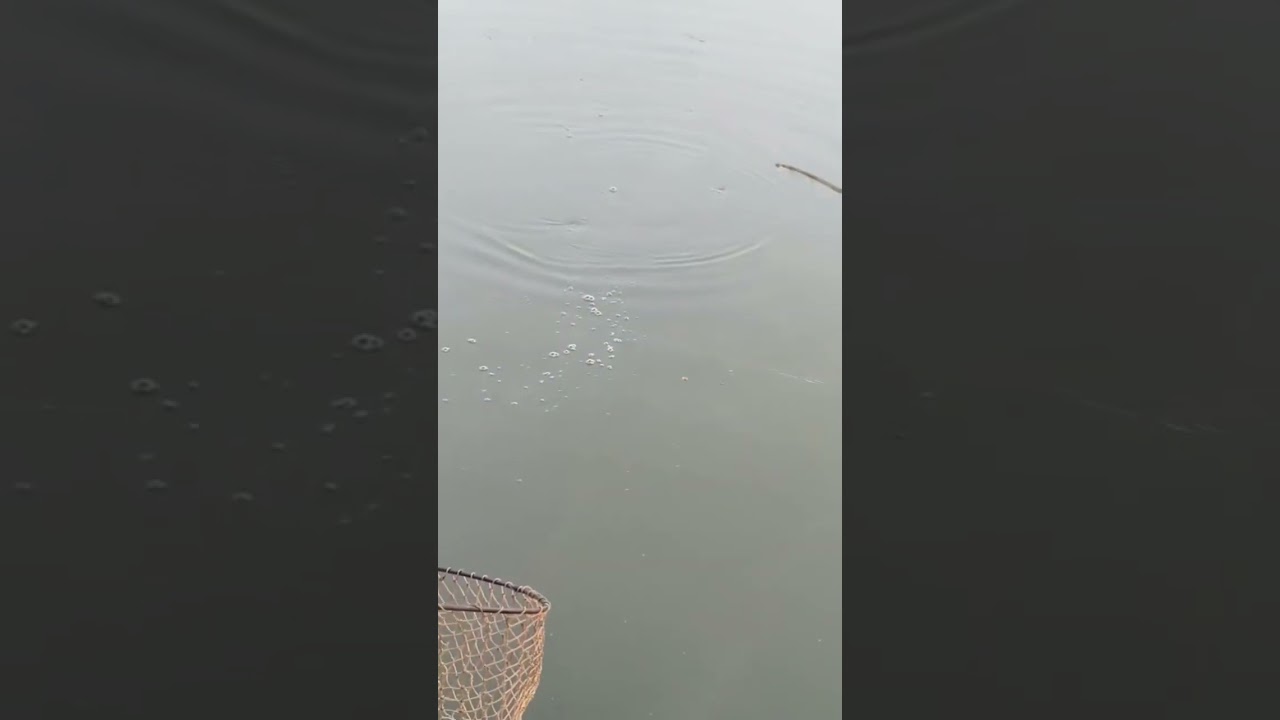 #fishing