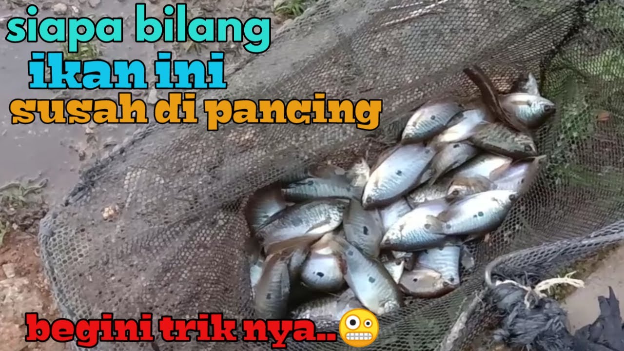 TUTORIAL CARA MANCING IKAN SEPAT # EPS 16