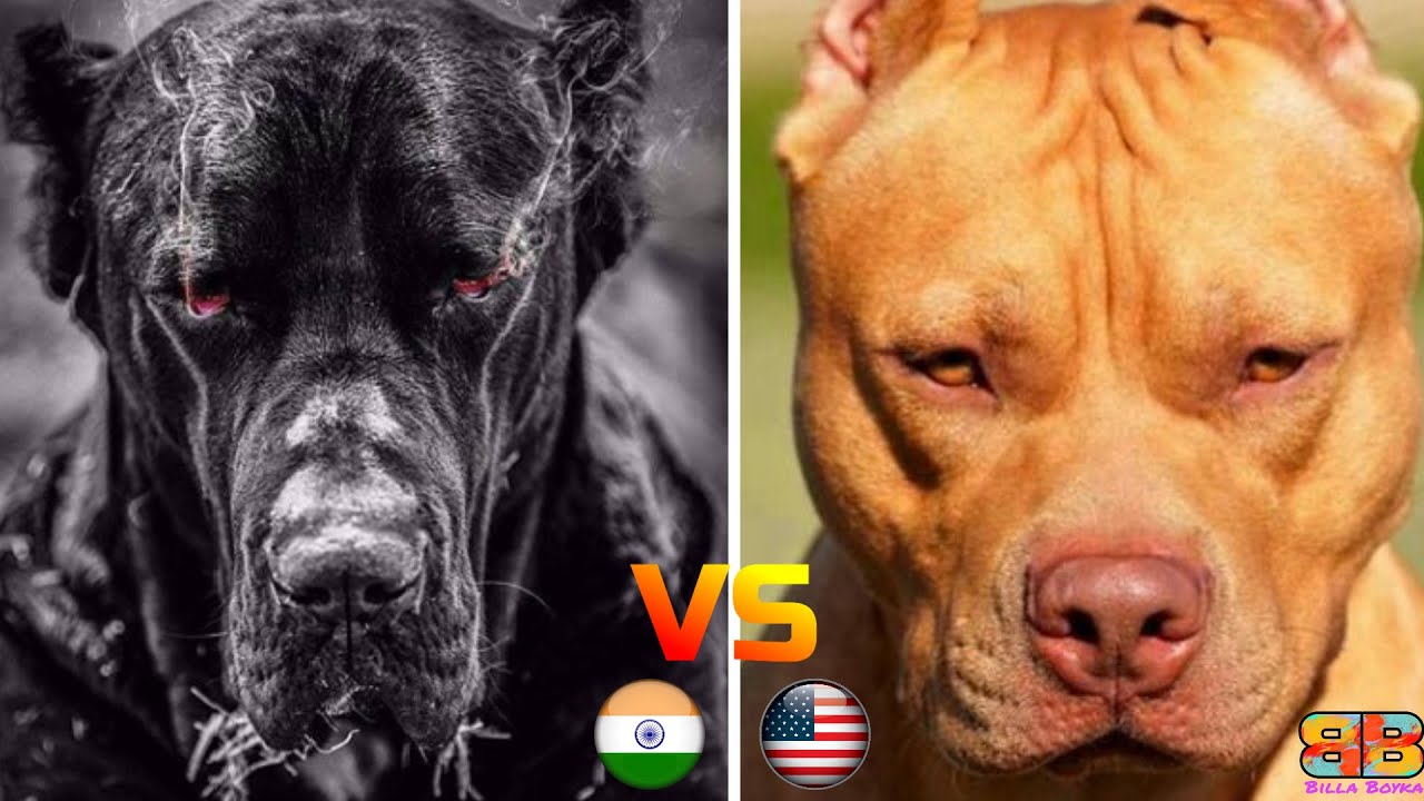 Pitbull vs Bully Kutta | Bully Kutta vs Pitbull | 