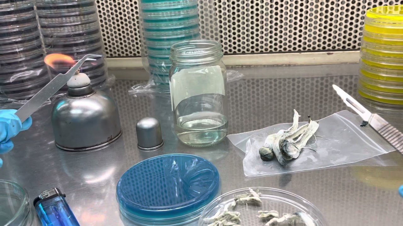 Shroom cloning