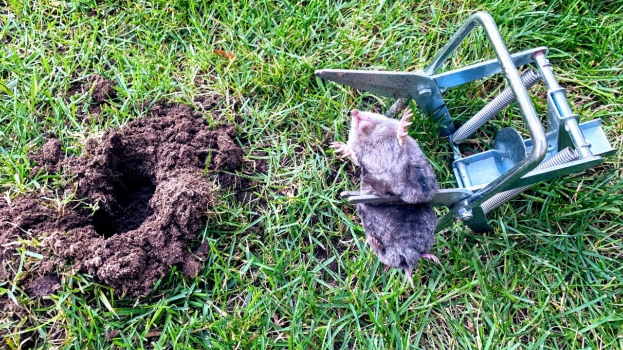 KILL MOLES IN YOUR YARD WITH A SCISSOR TRAP!