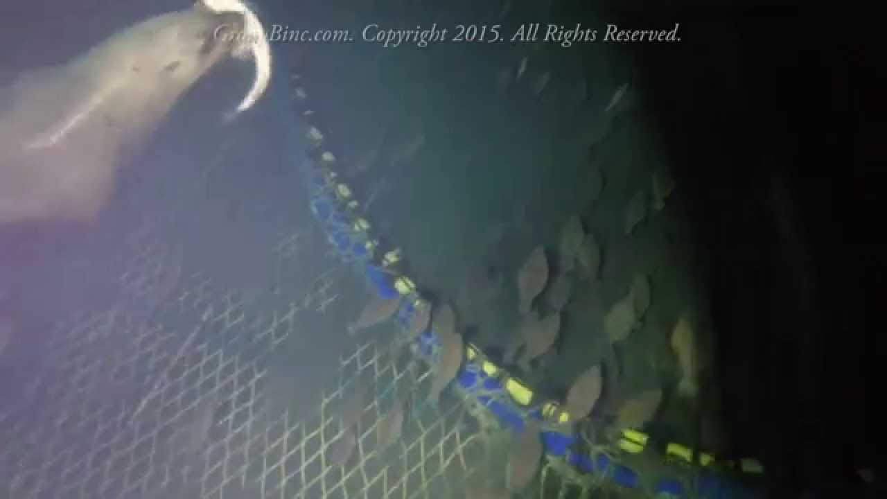 Sea lion in a fishing net
