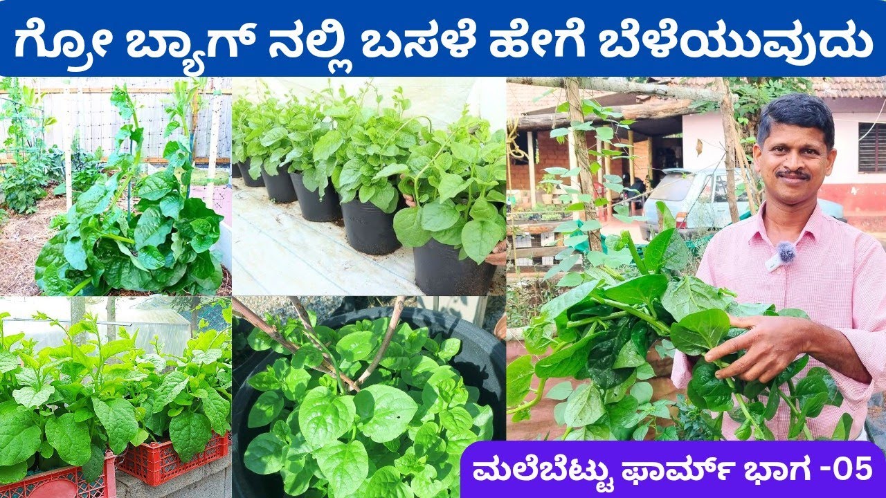 ವೈವಿಧ್ಯಮಯ ವಿಧಾನದಲ್ಲಿ ಕಟ್ಟು ಕಟ್ಟು ಬಸಳೆ‼️ಪ್ರಕಾಶ್ ಜೋಶಿಯವರ ಸಂಪೂರ್ಣ ಕೃಷಿ ಪಾಠ ಮಲೆಬೆಟ್ಟು ಫಾರ್ಮ್ ನಲ್ಲಿ ⁉️