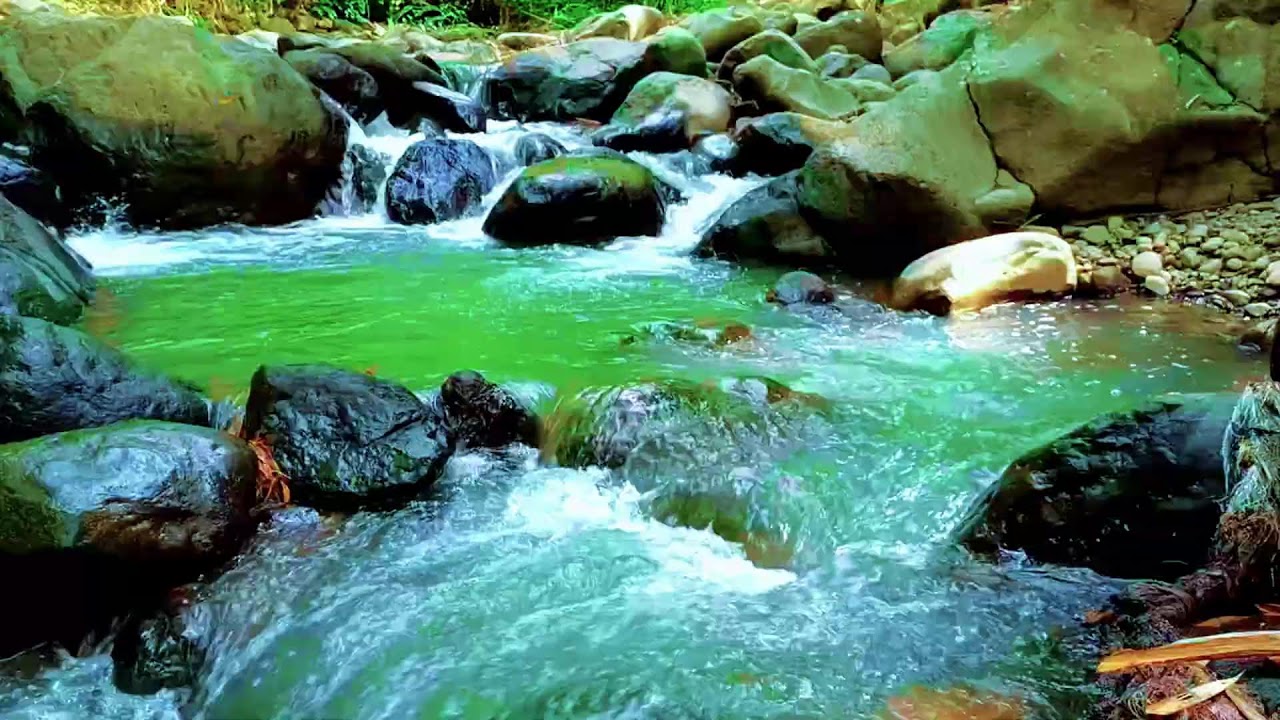 Hidden Forest Ambience with Slow Flowing River for Deep Sleep, Restful Calm, and Night Healing