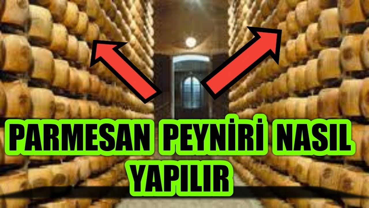 İTALYA'NIN MEŞHUR PARMESAN PARMİCANO PEYNİRİ YAPIMI