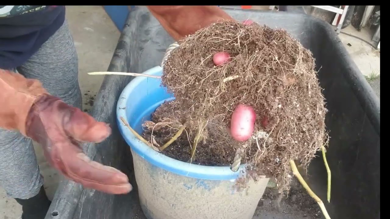 Lets harvest some potatoes   And listen to some music!!!   Made with Clipchamp