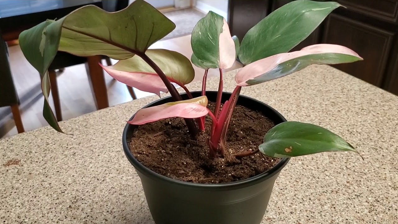 MY NEW PINK PRINCESS PHILODENDRON PLANT | DONNA JOSHI