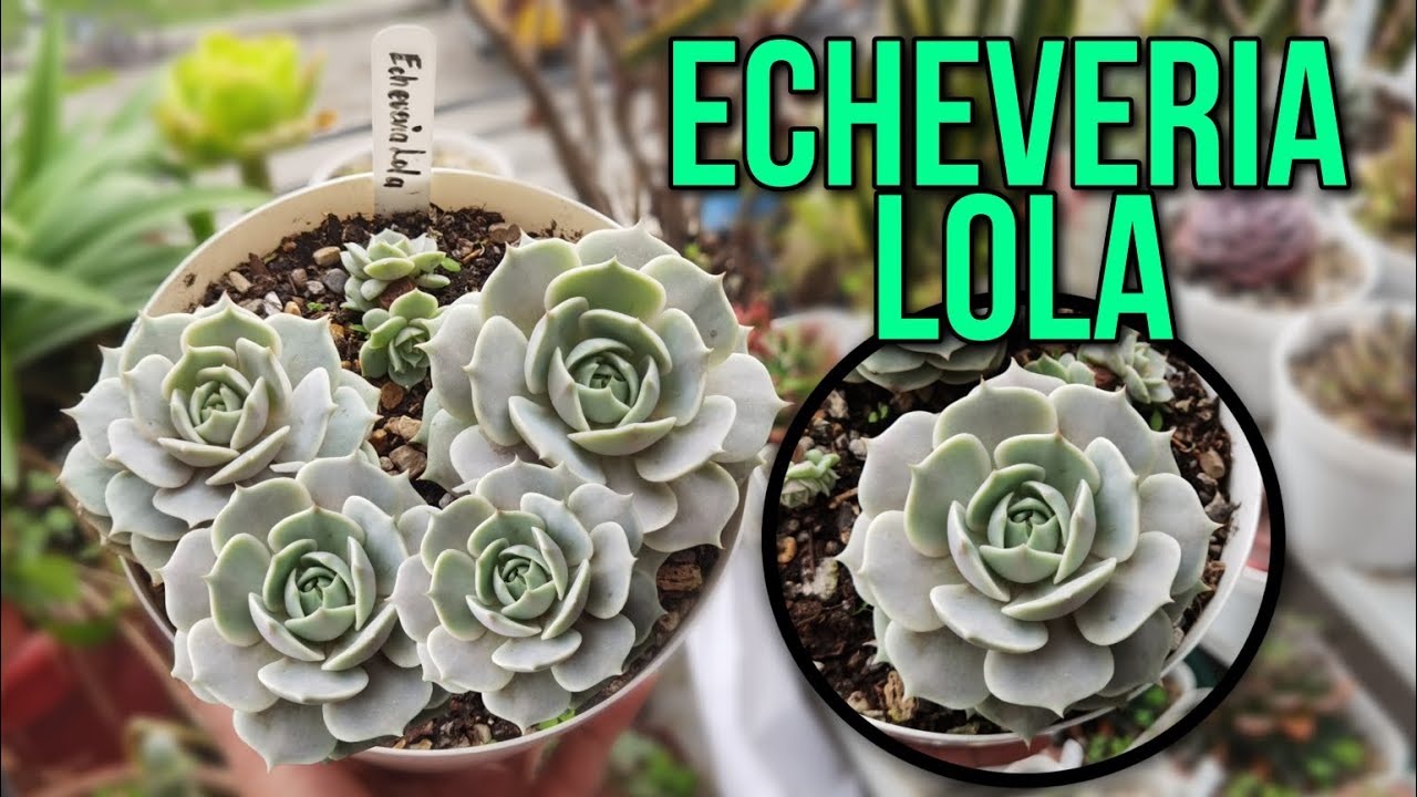 TODO LO QUE DEBES SABER: Echeveria Lola 🌱 | Jardines by Angie