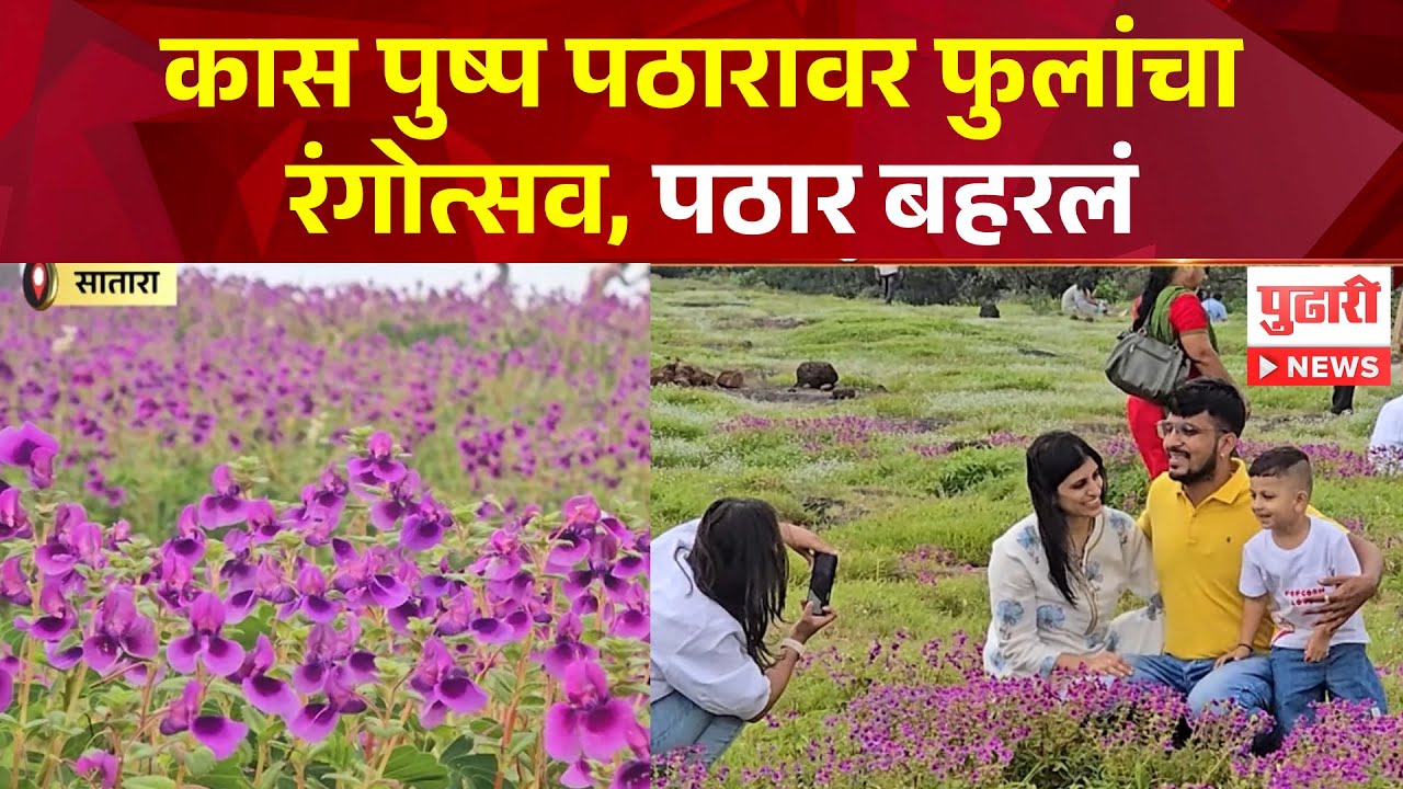 Pudhari News | कास पुष्प पठारावर फुलांचा रंगोत्सव, कास पठार बहरलं | #kaspathar #satara