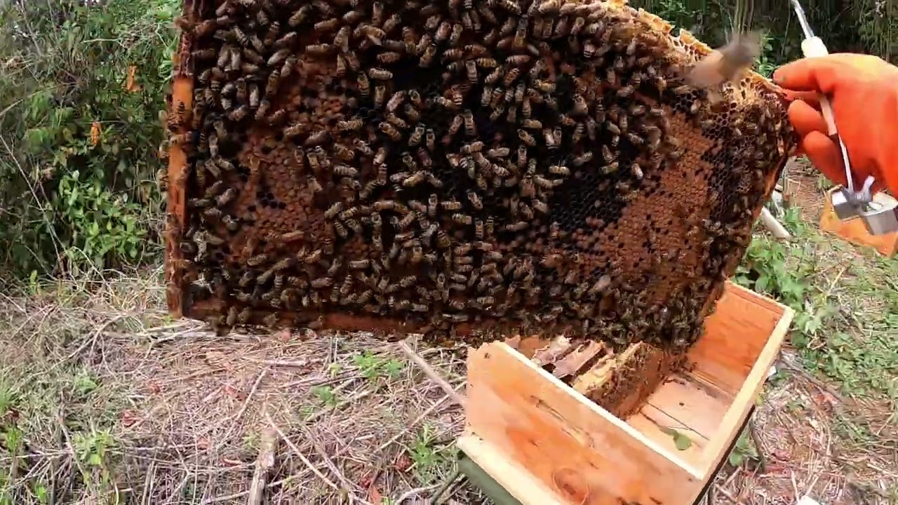¡¿Abejas Gratis?! como atraer los mejores enjambres de la naturaleza a tus colmenas