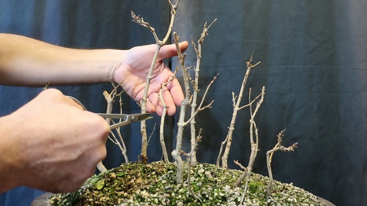 Pădurea de Jugastru (acer campestre)  - proiect bonsai / Ep.8 tăiere de formare