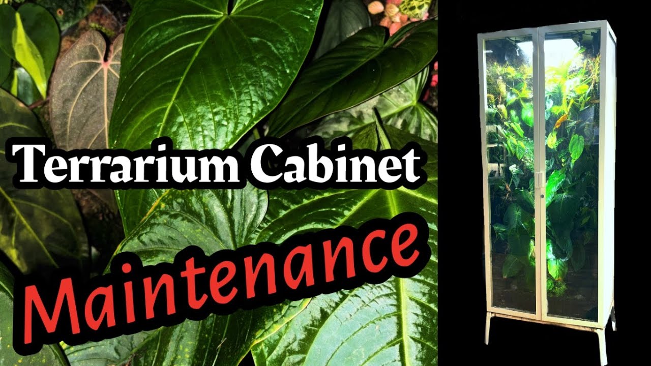 IKEA Milsbo Terrarium Greenhouse Cabinet Maintenance