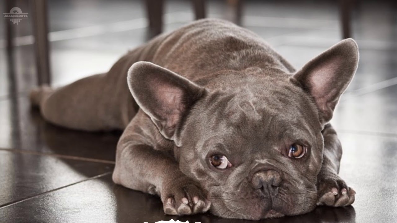 8hours Sleep and relax Music For Dogs, Cats & All Pets, Stress Relief, Anxiety Healing Music 0079