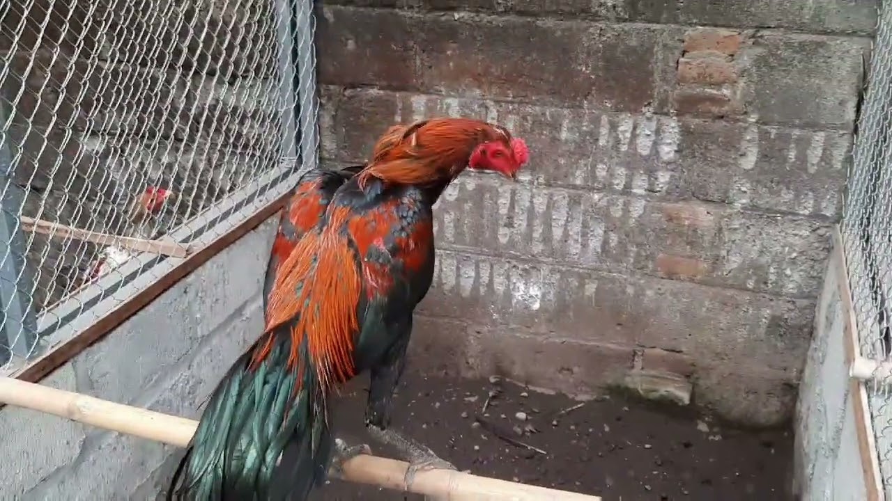 MELIHAT PETERNAKAN AYAM JENIS PAKOY,KOYNGON,PAMANGON,MANGON MAS WINTOLO LAGI