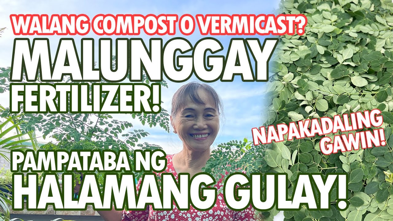 MALUNGGAY FERTILIZER, PAMPATABA NG HALAMANG GULAY! NAPAKADALING GAWIN! | Haydee's Garden