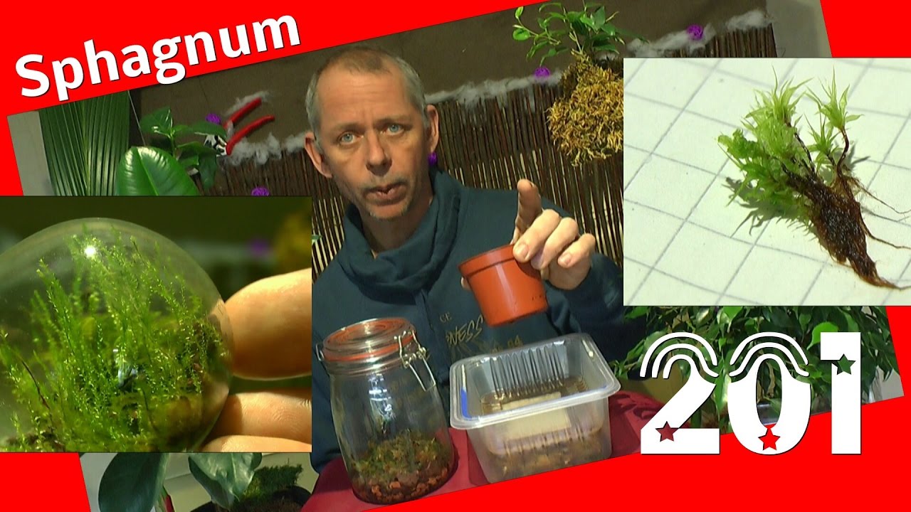 Moos Sphagnum Moos vermehren im ewigen Terrarium und normalem Habitus