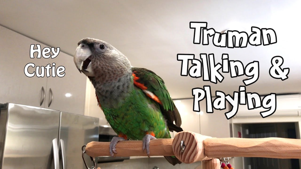 Truman Cape Parrot Talking and Playing on his Tree