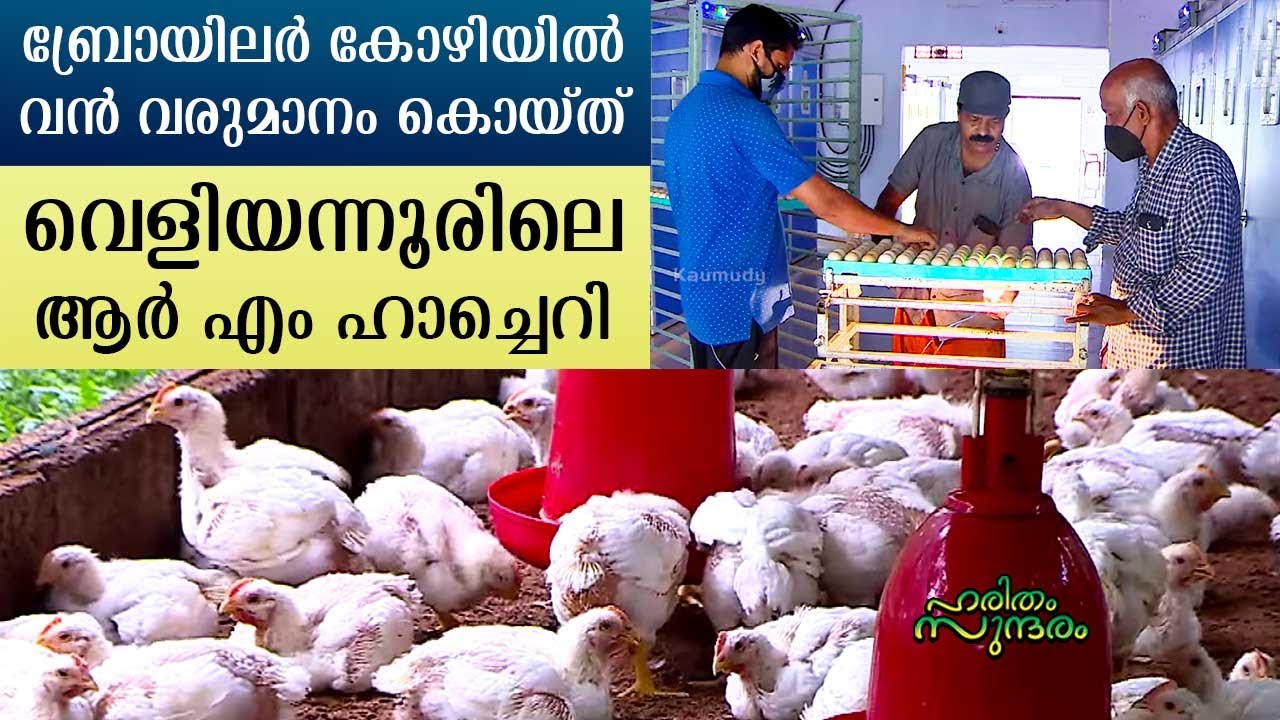 RM Hatchery in Veliyannoor reaps huge income from broiler chickens | Haritham Sundaram EPI 326