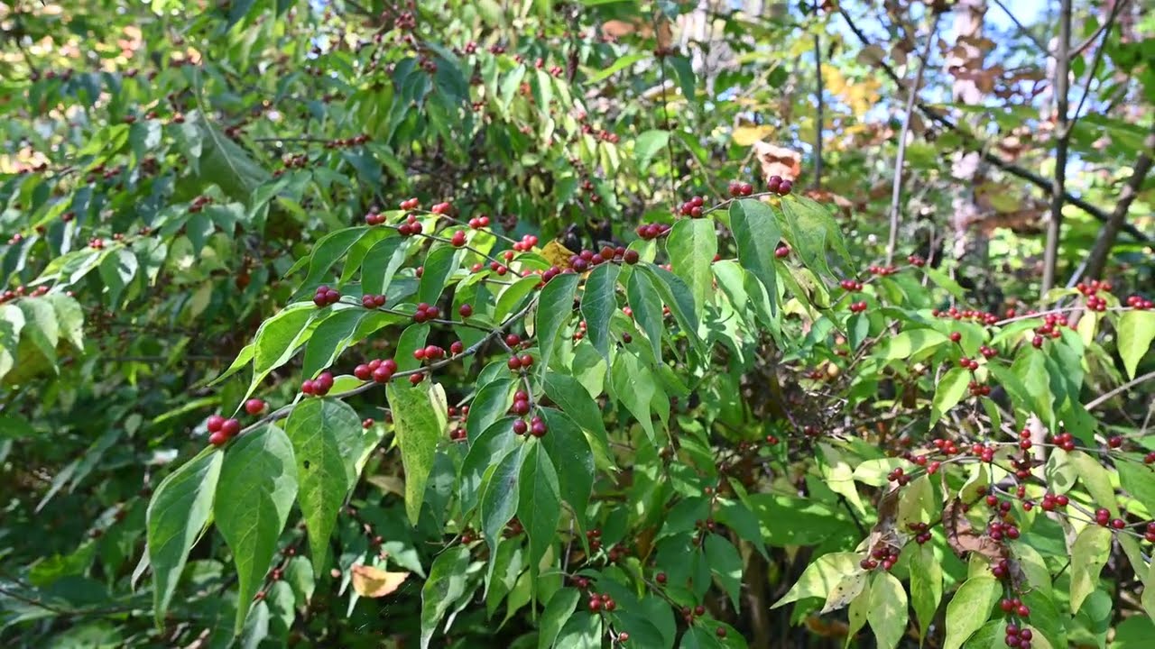 Lonicera maackii (Amur Honeysuckle) and northern spicebush (Lindera benzoin)
