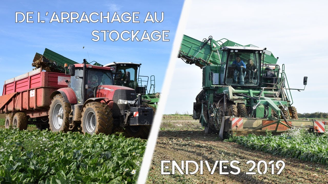 ENDIVES 2019 / DE LA RÉCOLTE AU STOCKAGE / 1455 sound